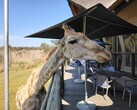 Leeuw en Safaripark: Een giraffe besloot mee te eten (Foto bron: Darryl Linington - Notebookcheck)