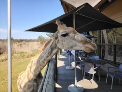 Leeuw en Safaripark: Een giraffe besloot mee te eten (Foto bron: Darryl Linington - Notebookcheck)