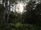 Foto in het bos met HDR.