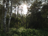 Foto in het bos zonder HDR.