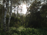Foto in het bos zonder HDR.