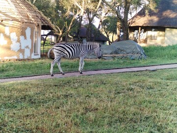 Een eenzame zebra die gewoon ronddwaalt (Afbeelding bron: Darryl Linington - Notebookcheck)