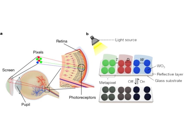 (Afbeeldingsbron: Nature)