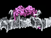 De PINK1-eiwitten, vastgemaakt aan het membraan van een mitochondrium. (Afbeeldingsbron: WEHI)