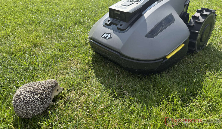 De Mammotion Yuka Mini 800 detecteerde betrouwbaar onze egelpop in de test