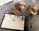 Twee paddestoelgeheugencellen werden bevestigd aan een Arduino UNO microcontroller-ontwikkelbord om te testen. (Afbeeldingsbron: LaRocco, J. et al. via PLOS One)