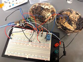 Twee paddestoelgeheugencellen werden bevestigd aan een Arduino UNO microcontroller-ontwikkelbord om te testen. (Afbeeldingsbron: LaRocco, J. et al. via PLOS One)
