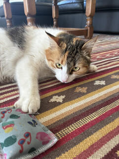 Een beeld van de hoofdcamera