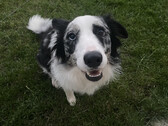 ChatGPT-4 kon Sassy's diagnose beter afleiden dan haar gebruikelijke dierenarts. (Beeldbron: @peakcooper op Twitter)
