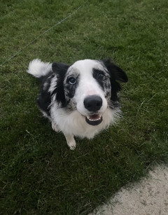 ChatGPT-4 kon Sassy's diagnose beter afleiden dan haar gebruikelijke dierenarts. (Beeldbron: @peakcooper op Twitter)