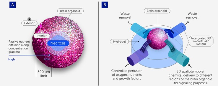 (Beeldbron: Frontiers of Science)